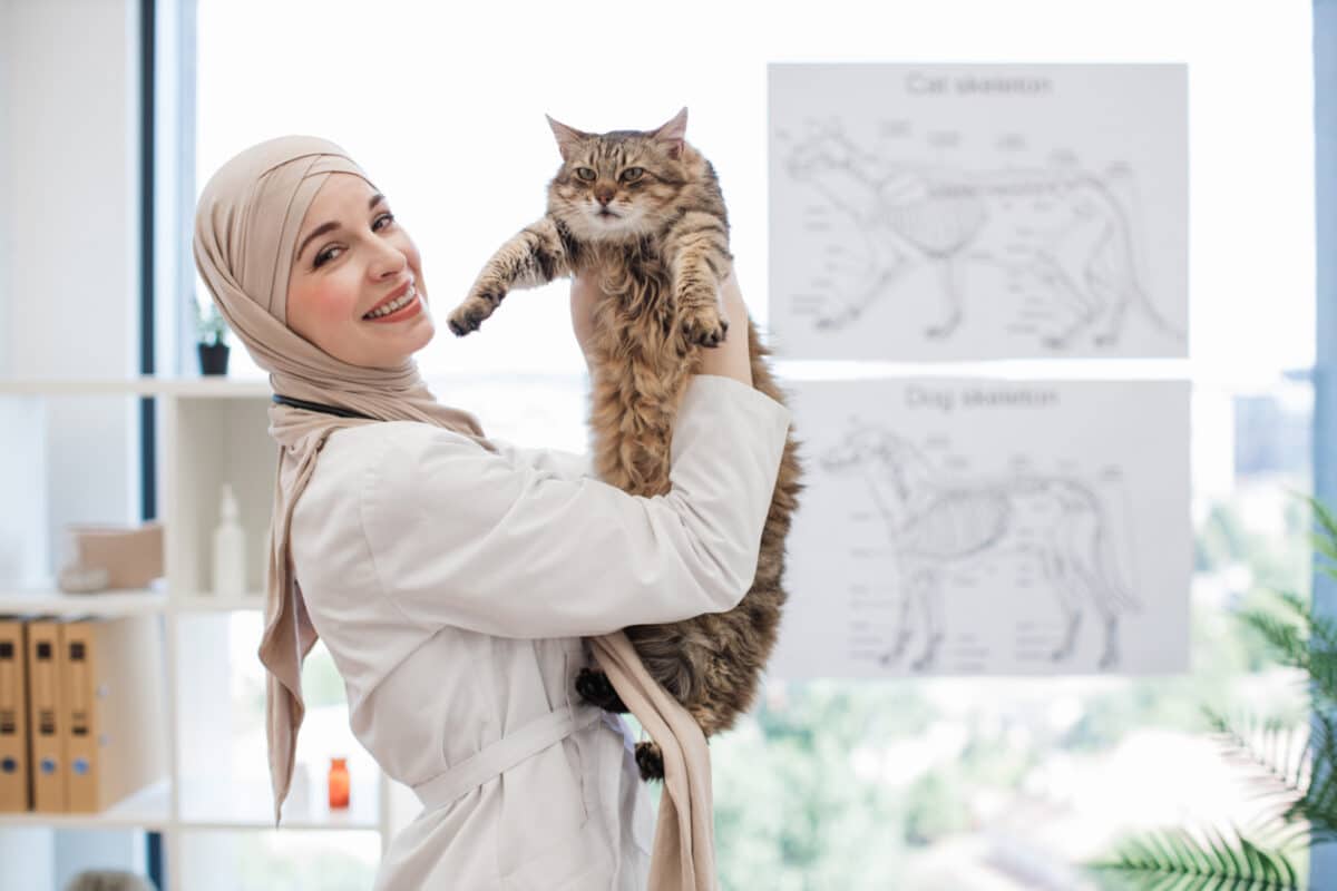 animal doctor in hijab raising cat in air at vet c ZA299WC 2