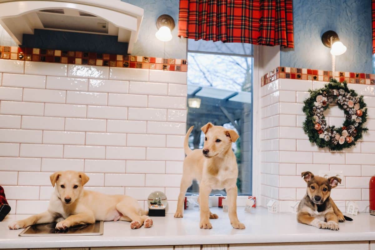 three puppies are lying on the countertop in the c PU7LGJ6